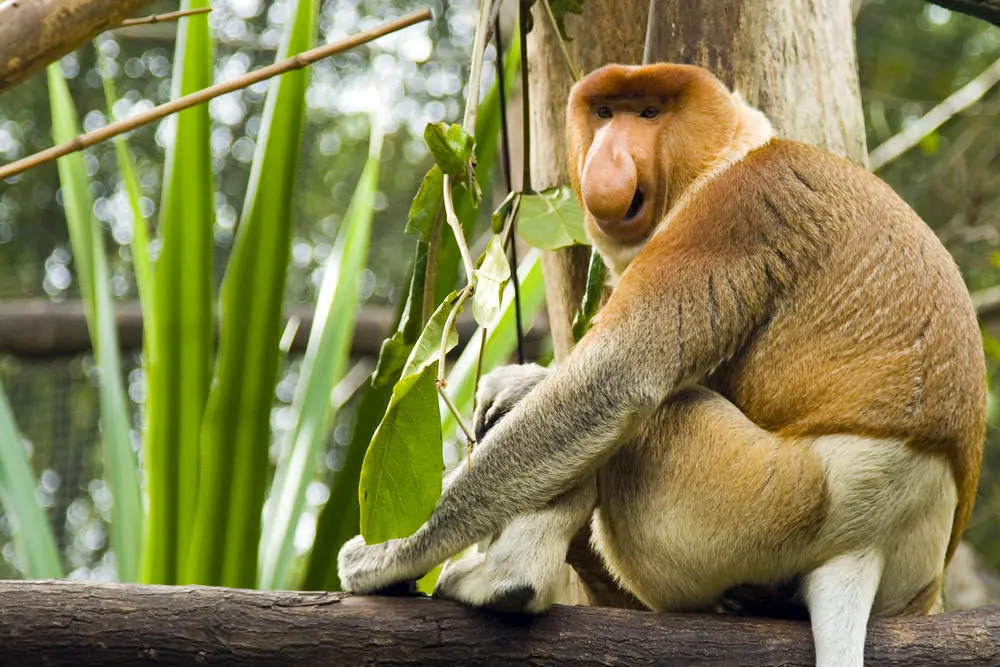 Bekantan, primata khas Kalimantan