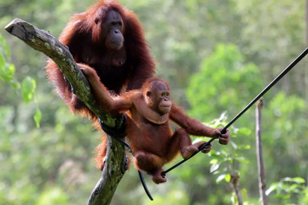 Konservasi Orangutan Samboja